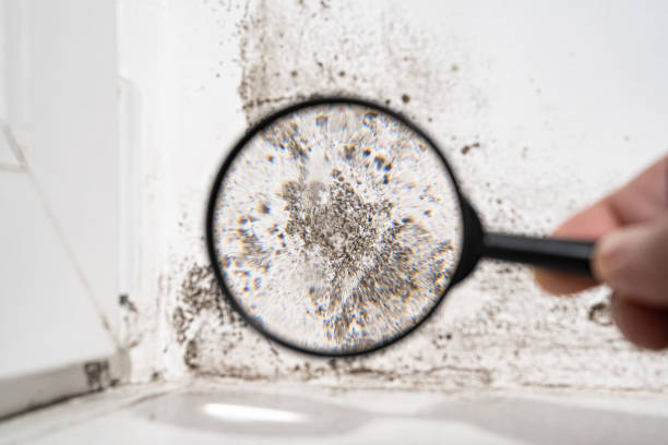 Why You Should Choose Our Mold Remediation Services in (206) 803-13630